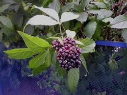 Attēlu rezultāti vaicājumam “Eleutherococcus sessiliflorus”