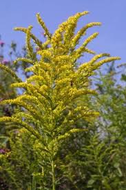 Attēlu rezultāti vaicājumam “Solidago canadensis”