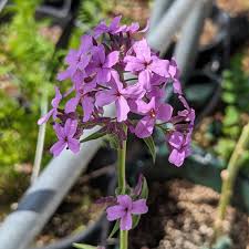 Image result for Hesperis matronalis
