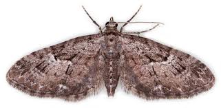 Attēlu rezultāti vaicājumam “Eupithecia pusillata”