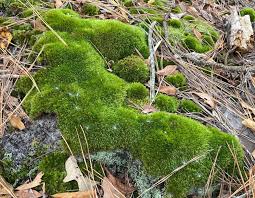 Attēlu rezultāti vaicājumam “moss”