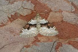 Attēlu rezultāti vaicājumam “Xanthorhoe designata”