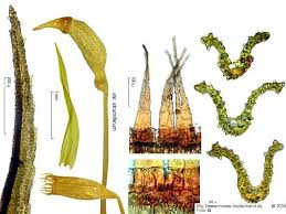 Attēlu rezultāti vaicājumam “Cynodontium strumiferum”