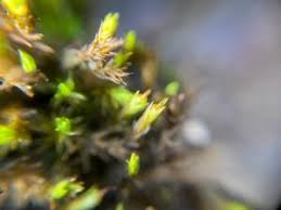 Attēlu rezultāti vaicājumam “Schistidium apocarpum macro”