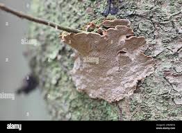 Attēlu rezultāti vaicājumam “Phellinus chrysoloma”