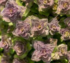 Attēlu rezultāti vaicājumam “Ajuga pyramidalis leaf”