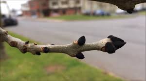 Attēlu rezultāti vaicājumam “Fraxinus excelsior bud”