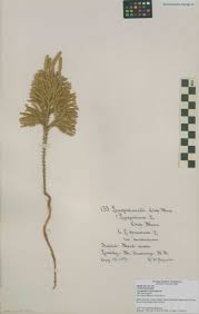 Attēlu rezultāti vaicājumam “Lycopodiaceae”