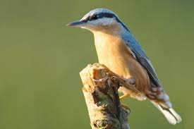 Image result for Sitta europaea