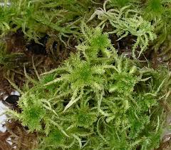 Attēlu rezultāti vaicājumam “Sphagnum squarrosum”