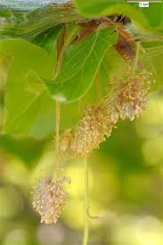 Attēlu rezultāti vaicājumam “Fagus sylvatica fo. laciniata bud”