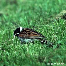 Attēlu rezultāti vaicājumam “Emberiza schoeniclus eggs”