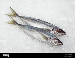 Image result for Trachurus trachurus