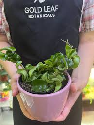 Attēlu rezultāti vaicājumam “Conardia compacta”