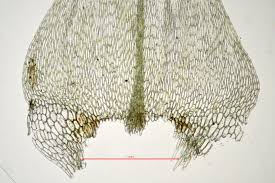 Attēlu rezultāti vaicājumam “Brachythecium rivulare”