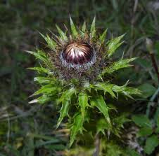 Attēlu rezultāti vaicājumam “Carlina vulgaris flower”
