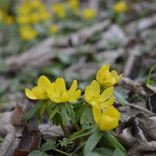 Attēlu rezultāti vaicājumam “Eranthis hyemalis”