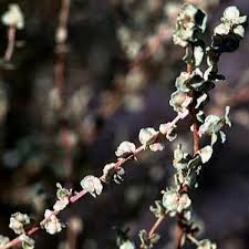 Attēlu rezultāti vaicājumam “Atriplex calotheca flower”