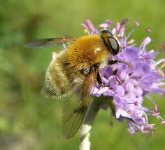 Attēlu rezultāti vaicājumam “Arctophila superbiens”
