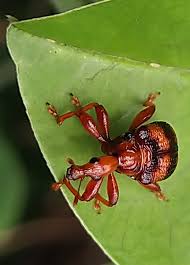 Attēlu rezultāti vaicājumam “Attelabidae”