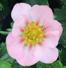 Attēlu rezultāti vaicājumam “Fragaria x ananassa flower”