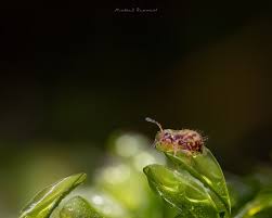 Attēlu rezultāti vaicājumam “Ptenothrix sp.”