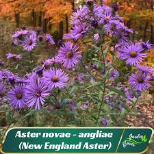 Image result for Aster novae-angliae