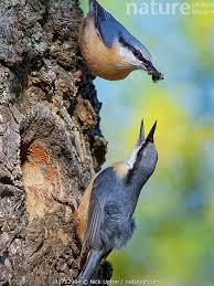 Attēlu rezultāti vaicājumam “Sitta europaea male”