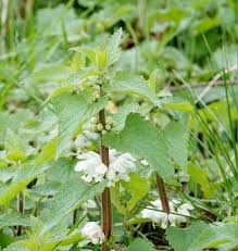 Attēlu rezultāti vaicājumam “Lamium album flower”
