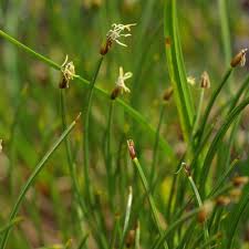 Attēlu rezultāti vaicājumam “Trichophorum cespitosum fruit”