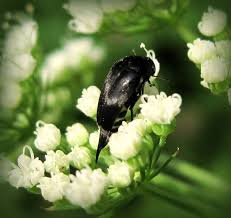 Attēlu rezultāti vaicājumam “Mordella sp.”