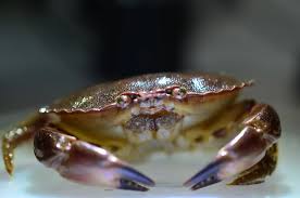 Image result for Cancer pagurus