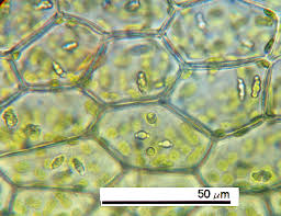 Attēlu rezultāti vaicājumam “Calypogeia sphagnicola”