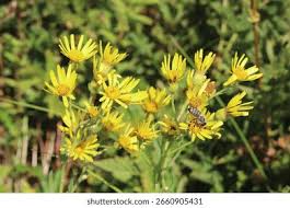 Attēlu rezultāti vaicājumam “Jacobaea paludosa”