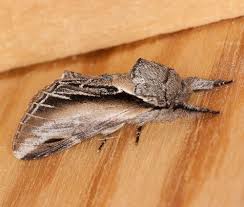 Attēlu rezultāti vaicājumam “Pheosia tremula”