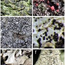Attēlu rezultāti vaicājumam “Hypocenomyce scalaris”