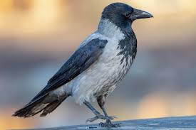 Attēlu rezultāti vaicājumam “Corvus cornix”