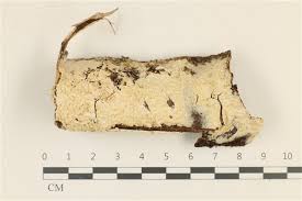 Attēlu rezultāti vaicājumam “Basidioradulum radula”