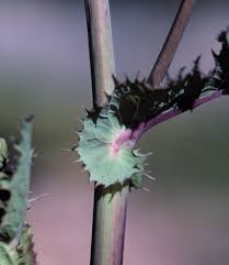 Attēlu rezultāti vaicājumam “Sonchus asper”