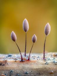 Attēlu rezultāti vaicājumam “Comatricha tenerrima spores”