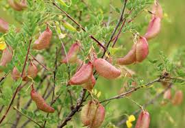 Image result for Colutea arborescens