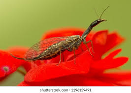 Attēlu rezultāti vaicājumam “Raphidioptera”