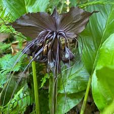 Image result for Tacca chantrieri