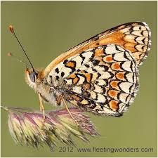 Attēlu rezultāti vaicājumam “Melitaea phoebe underside”