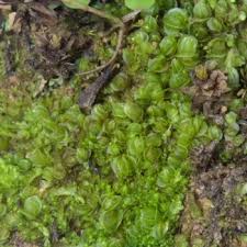 Attēlu rezultāti vaicājumam “Jungermannia sphaerocarpa”