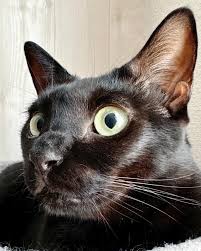 猫次郎o에 대한 이미지 검색결과