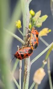 Attēlu rezultāti vaicājumam “Eurydema dominulus imago”