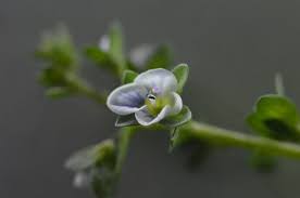 Attēlu rezultāti vaicājumam “Veronica serpyllifolia bud”