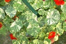 Attēlu rezultāti vaicājumam “Tropaeolum majus leaf”
