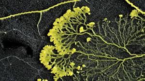 Attēlu rezultāti vaicājumam “Physarum conglomeratum”